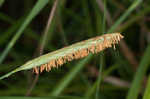 Cypress swamp sedge